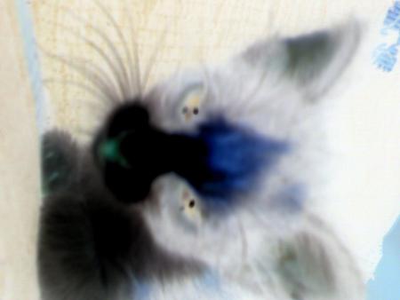 mon chat