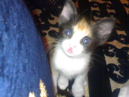 mon chat a des yeux bleu hold